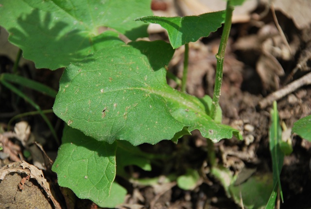 Doronicum columnae